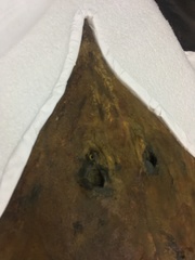 Dipturus trachyderma