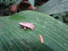 Hamptophryne boliviana