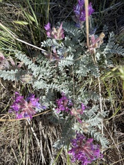 Astragalus inflexus