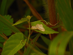 Leptostales desmogramma