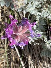 Astragalus inflexus