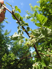 Rubus × idaeoides