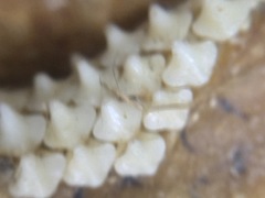 Dipturus trachyderma