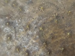 Dipturus trachyderma