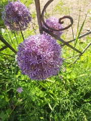 Allium giganteum