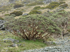 Brachyglottis cassinioides
