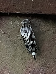 Tomoxia lineella
