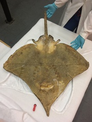 Dipturus trachyderma