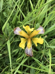 Iris variegata