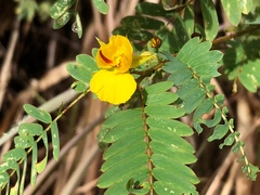 Chamaecrista glandulosa