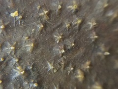 Dipturus trachyderma