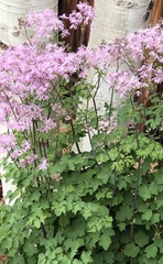 Thalictrum aquilegiifolium