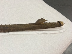 Dipturus trachyderma