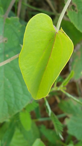 Aristolochia image