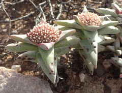 Crassula congesta