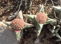 Crassula congesta