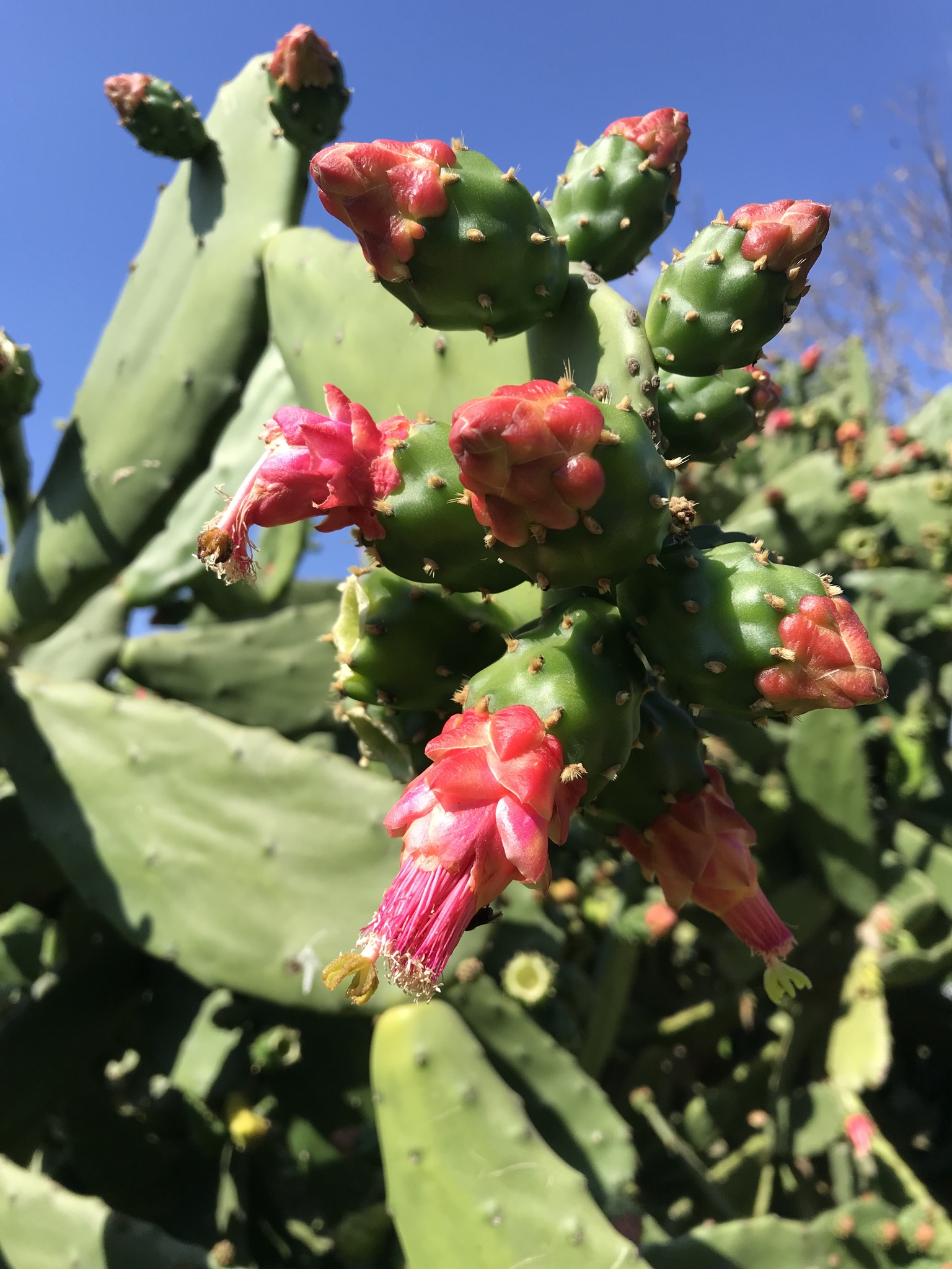 Opuntia cochenillifera