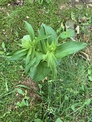 Epipactis helleborine