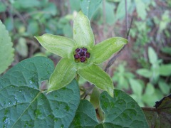 Gonolobus uniflorus