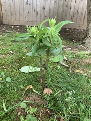 Epipactis helleborine