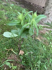Epipactis helleborine