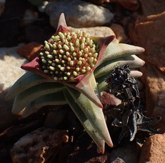 Crassula congesta