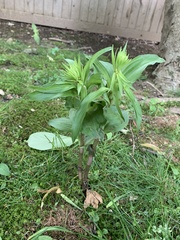 Epipactis helleborine