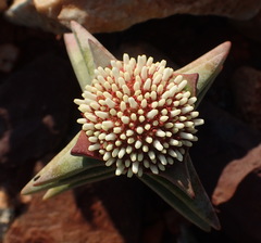Crassula congesta