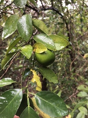 Citrus × aurantiifolia