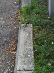 Leiocephalus carinatus