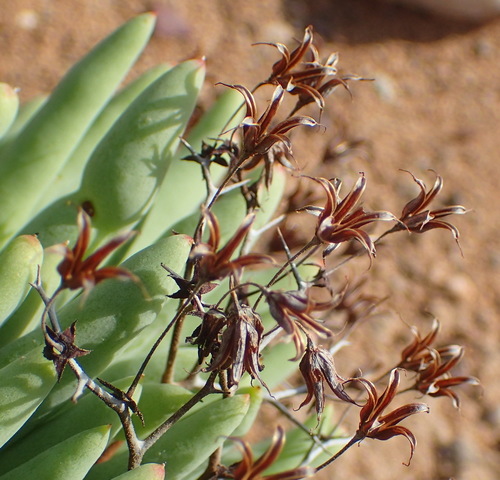 Image of Tylecodon reticulatus by (c) Nicola van Berkel, some rights reserved (CC BY-SA)