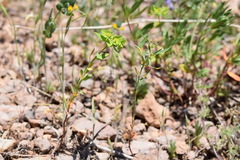 Euphorbia taurinensis