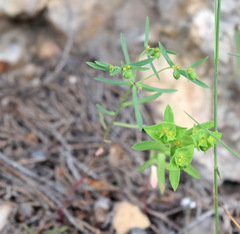 Euphorbia taurinensis