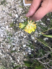 Anthyllis vulneraria boissieri