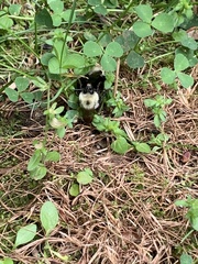 Bombus bimaculatus