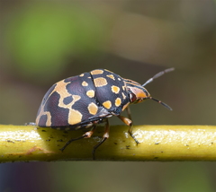 Orsilochides scurrilis