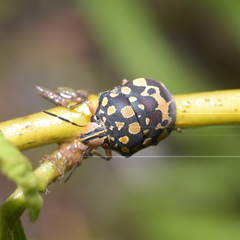 Orsilochides scurrilis