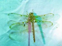 Neurocordulia xanthosoma