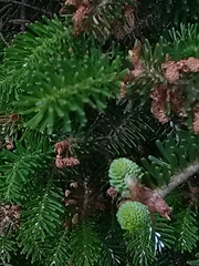 Abies sibirica
