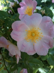 Rosa canina
