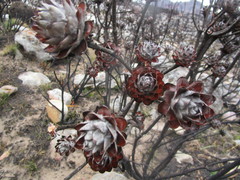 Leucadendron