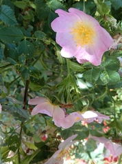 Rosa canina
