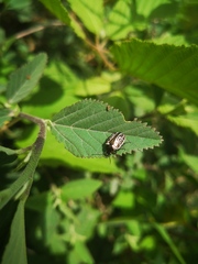 Calligrapha elegantula
