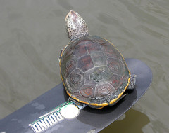 Malaclemys terrapin pileata