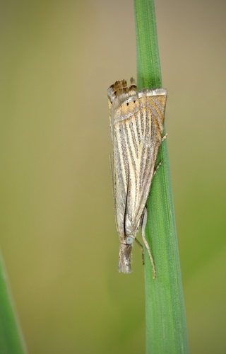 Juostuotasis Žolinis Ugniukas nuotrauka
