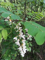 Robinia pseudoacacia