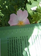 Rosa canina