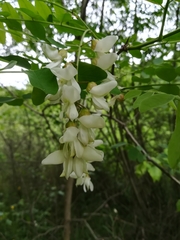 Robinia pseudoacacia