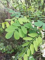 Robinia pseudoacacia