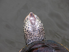 Malaclemys terrapin pileata